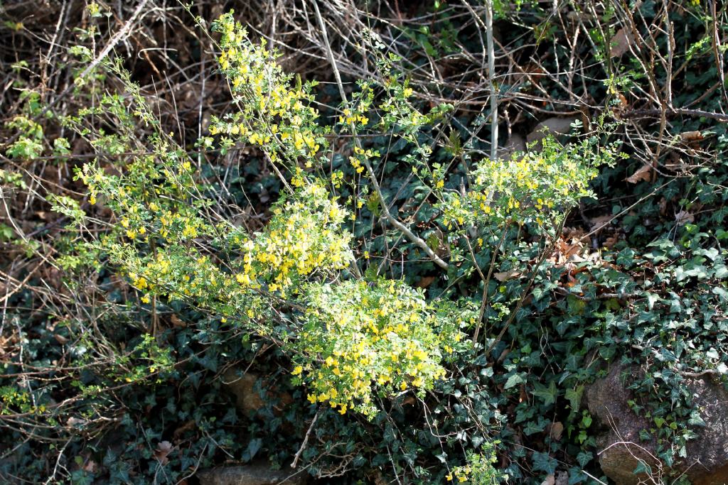 Emerus major o Hippocrepis emerus